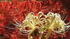 紅白の競演
