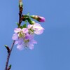 十月桜？