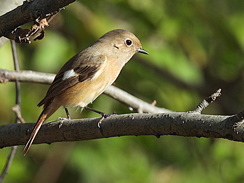 藪から出てきたジョビ娘さん