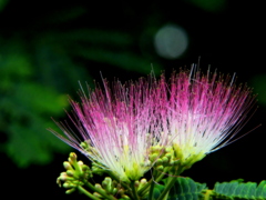 合歓木の花