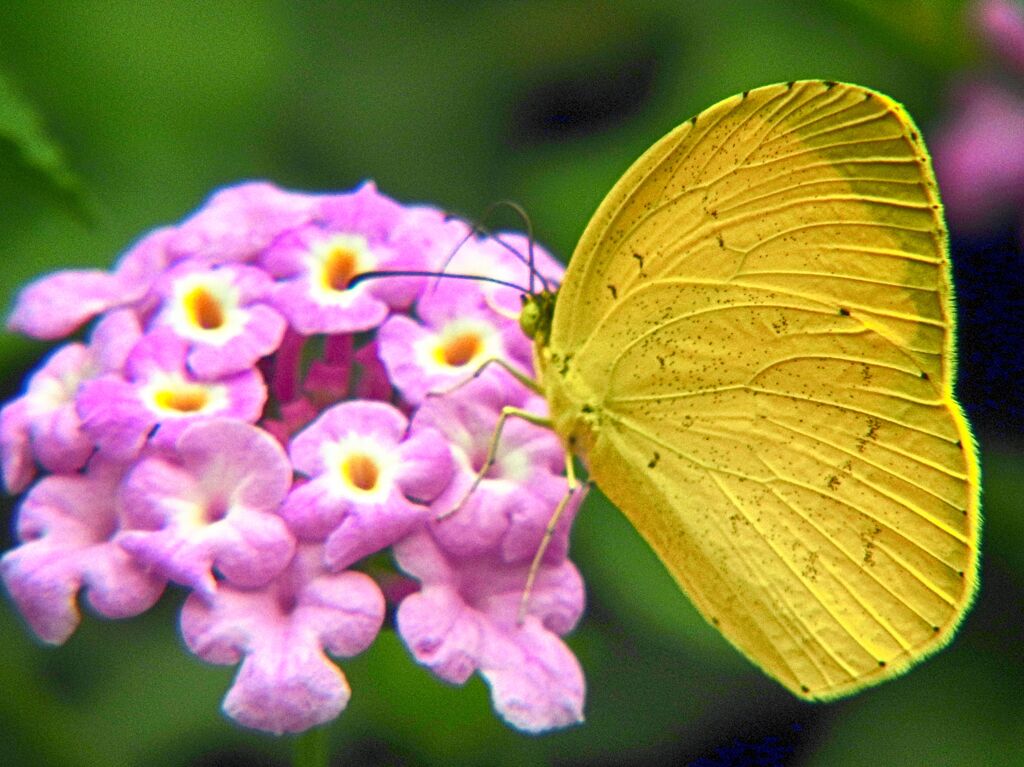 花と蝶