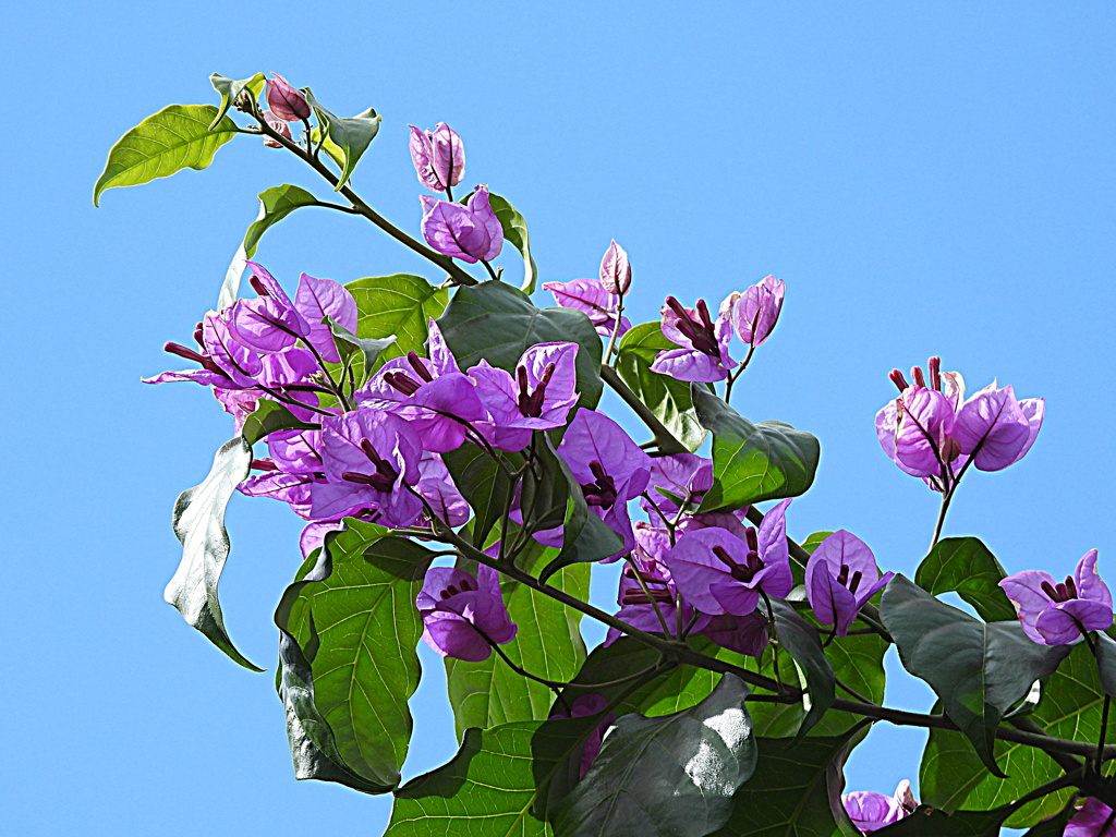 ブーゲンビリア