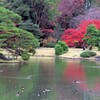 鴨が泳ぐ吹上浜
