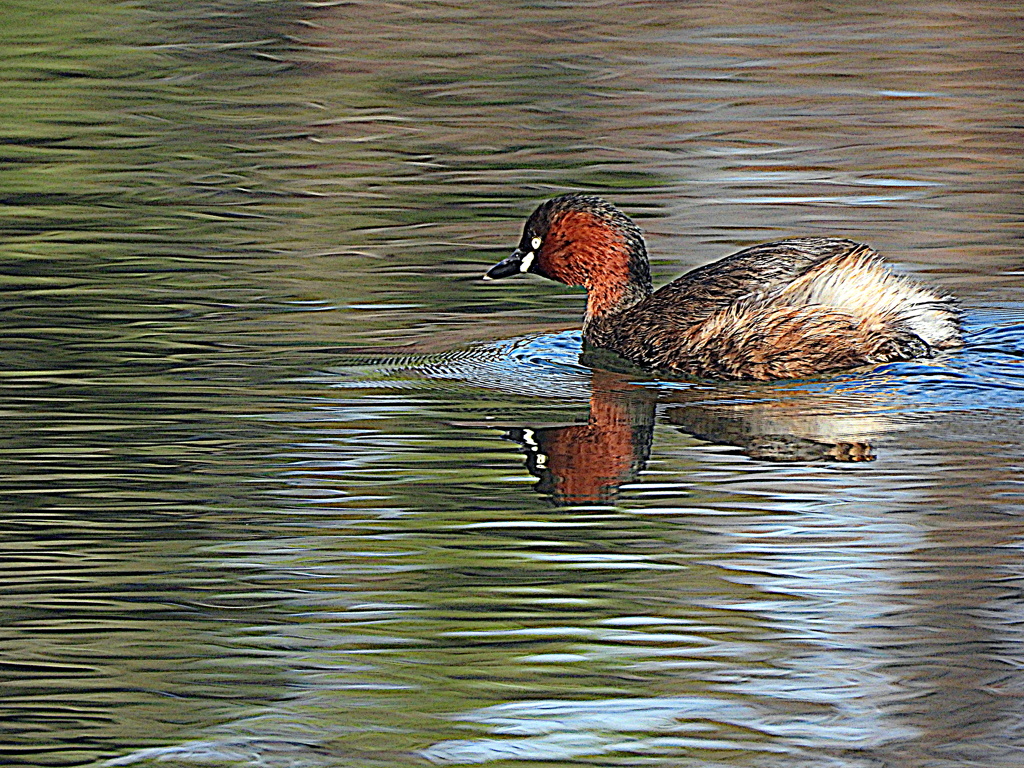 カイツブリ親鳥