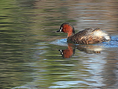 カイツブリ親鳥