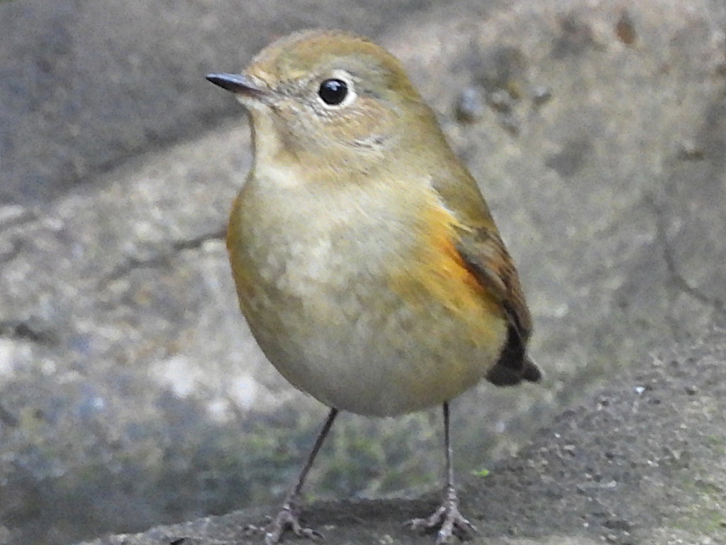 小鳥の森のルリビタキ♀