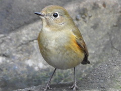 小鳥の森のルリビタキ♀