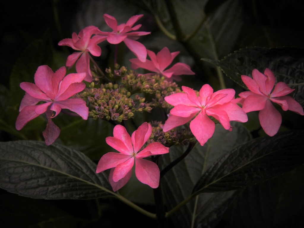 久住の花火 