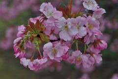 長州緋桜