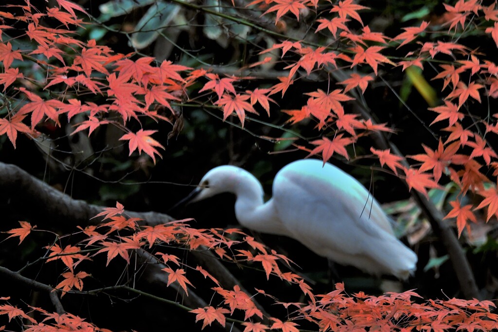 コサギの紅葉見物