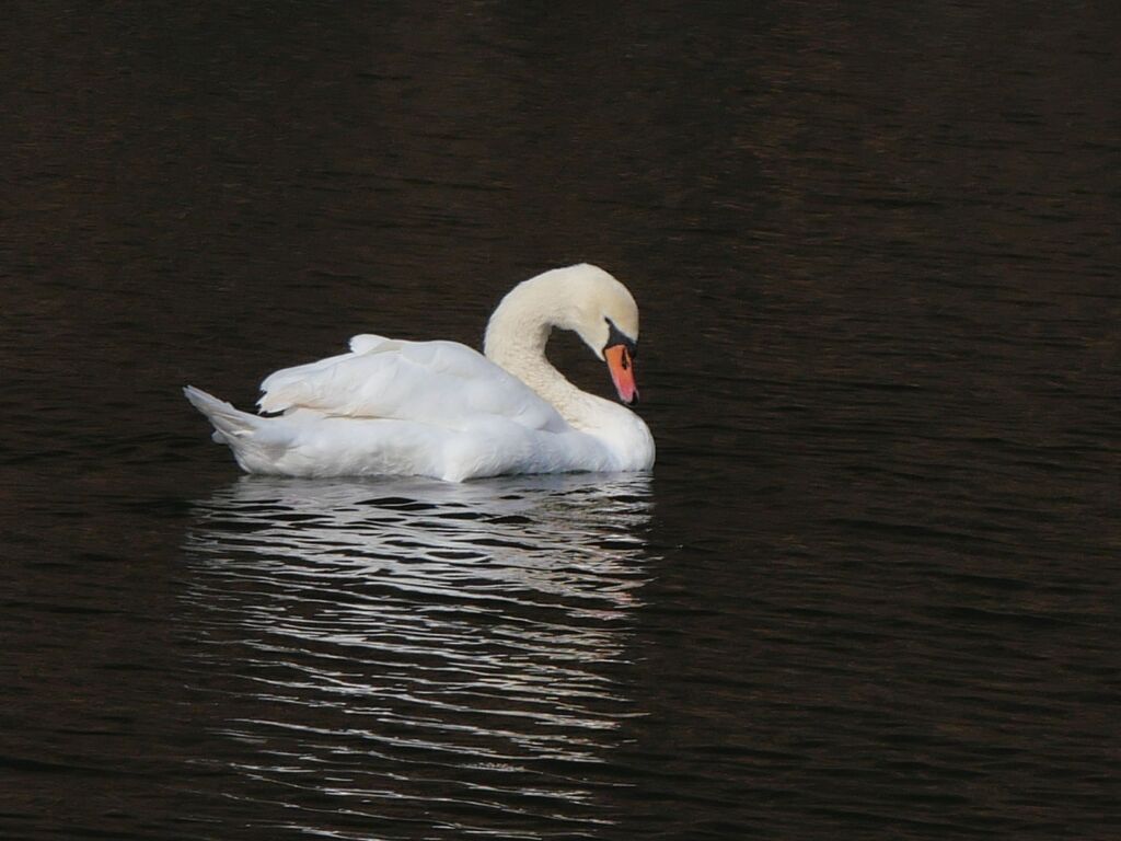 二重橋堀の白鳥