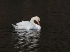 二重橋堀の白鳥