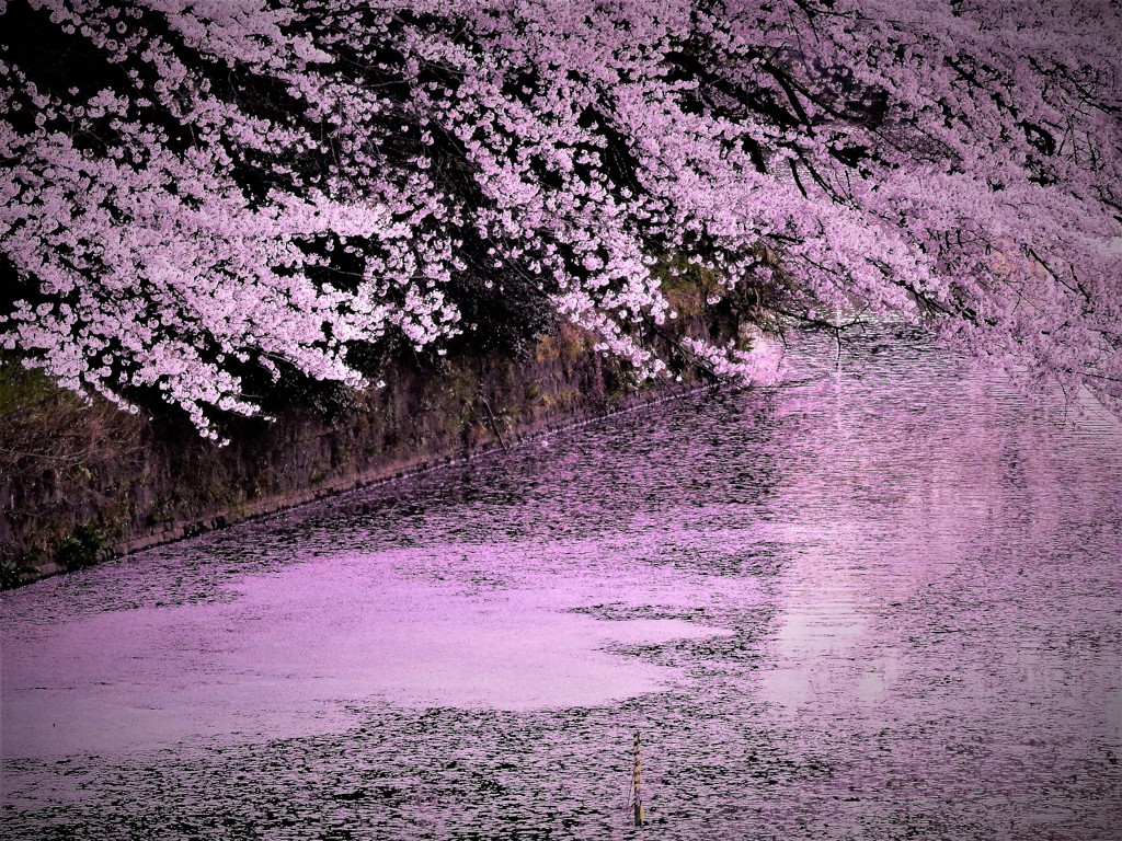 千鳥ヶ淵の花筏