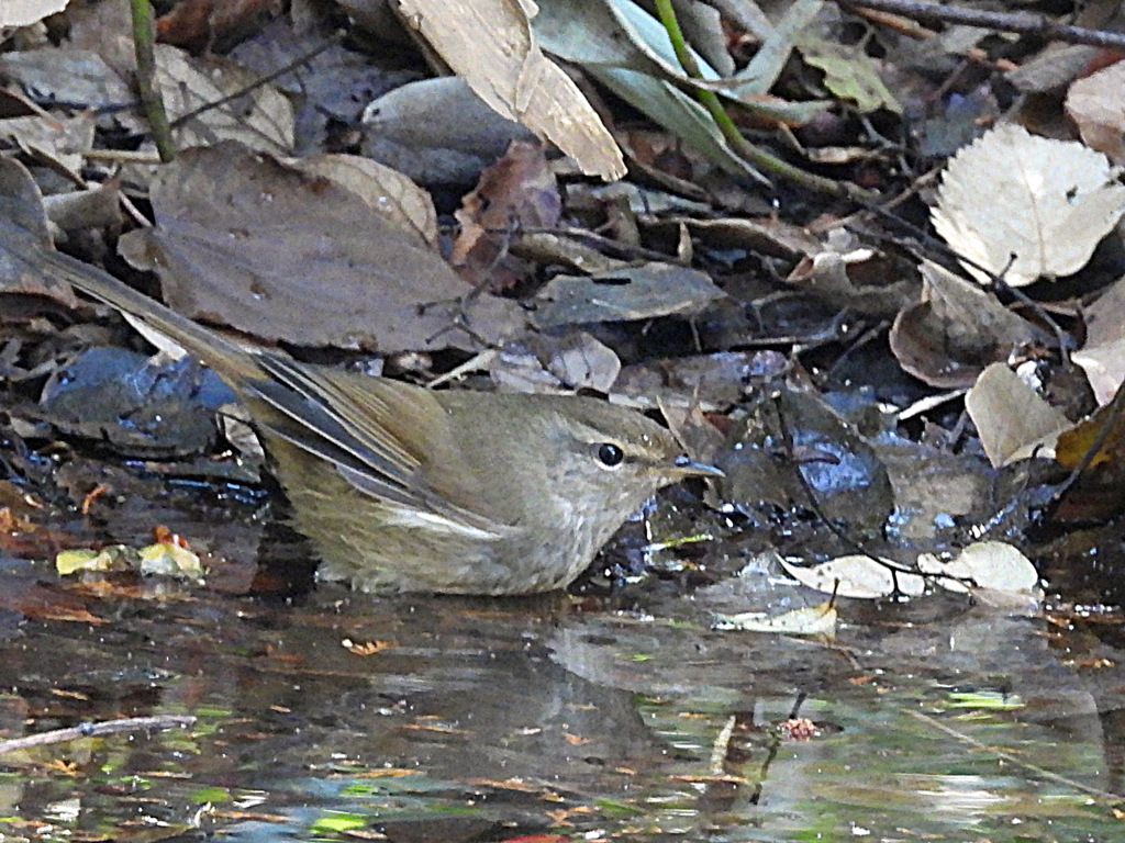 水場にやって来たウグイス