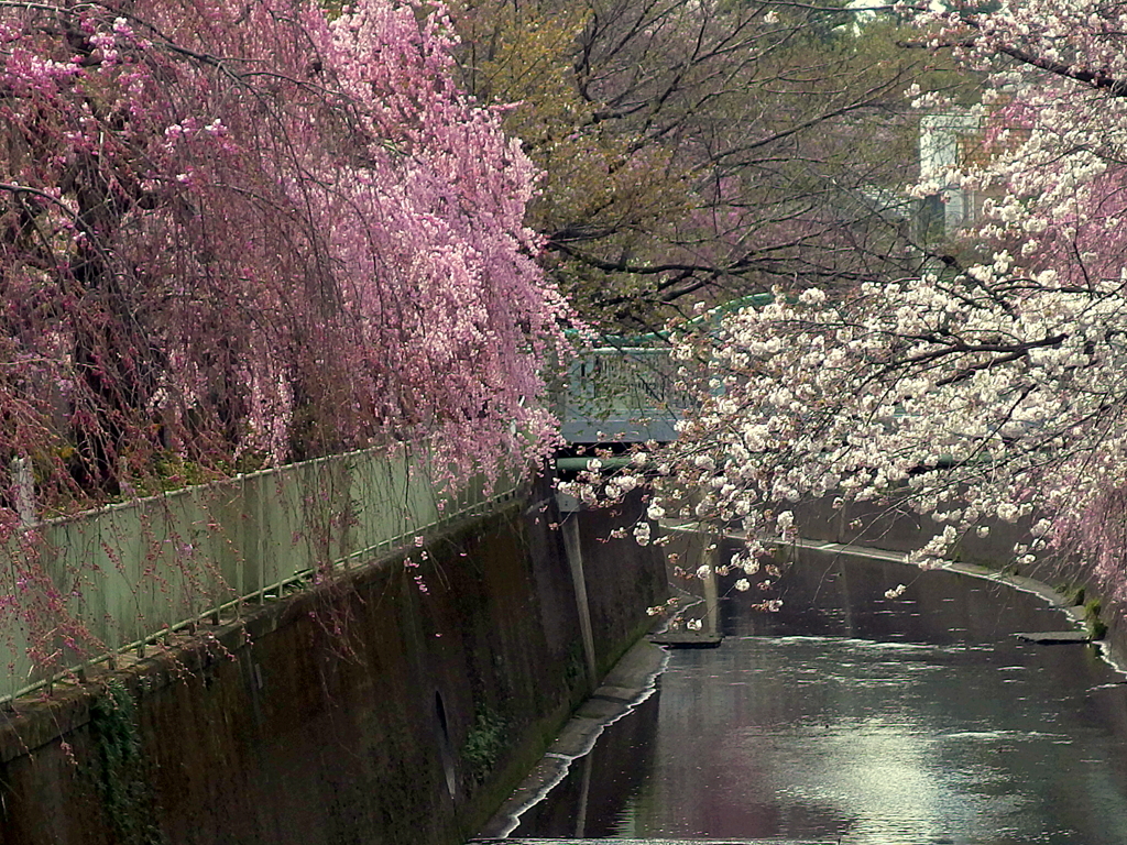 神田川の桜 