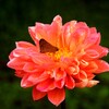 花と蝶
