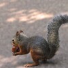 お食事中