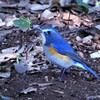 2020年の冬鳥