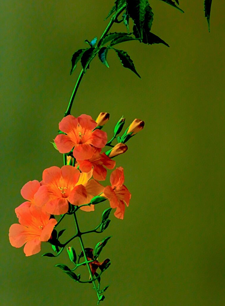 凌霄花