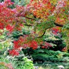 甘泉園の紅葉