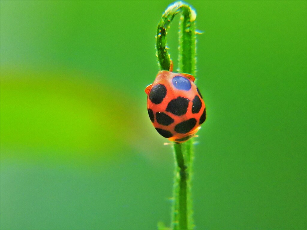 十星瓢虫