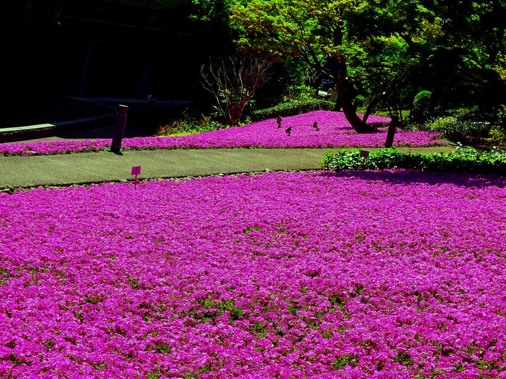 芝桜咲く庭園