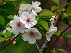 憲政会館の桜