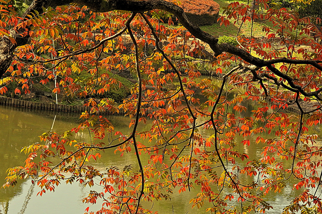 櫨の木の紅葉