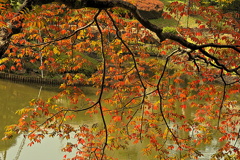 櫨の木の紅葉