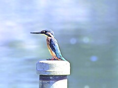 上池のカワセミ