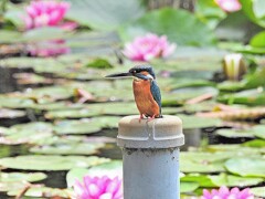 カワセミと睡蓮