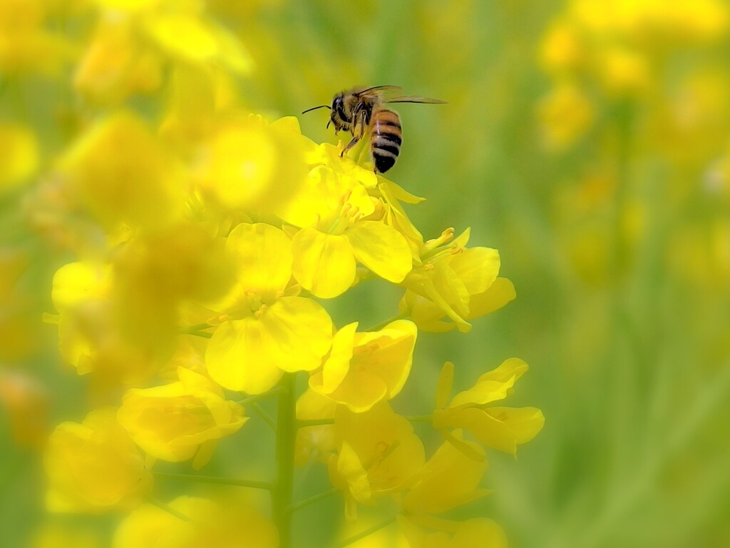 菜の花と蜂