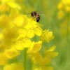 菜の花と蜂