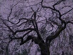 枝垂れ桜