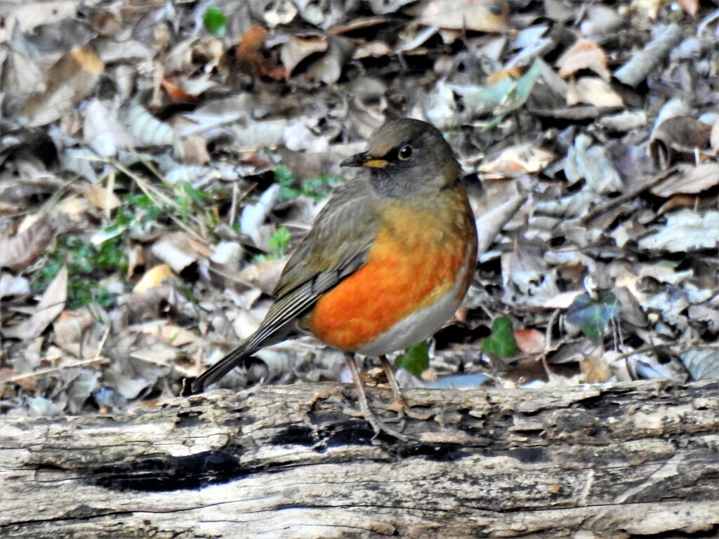 オオアカハラ