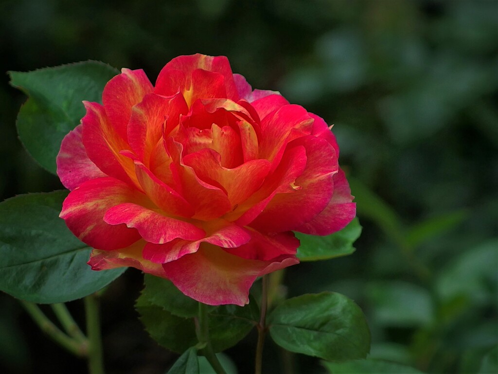 La Parisienne