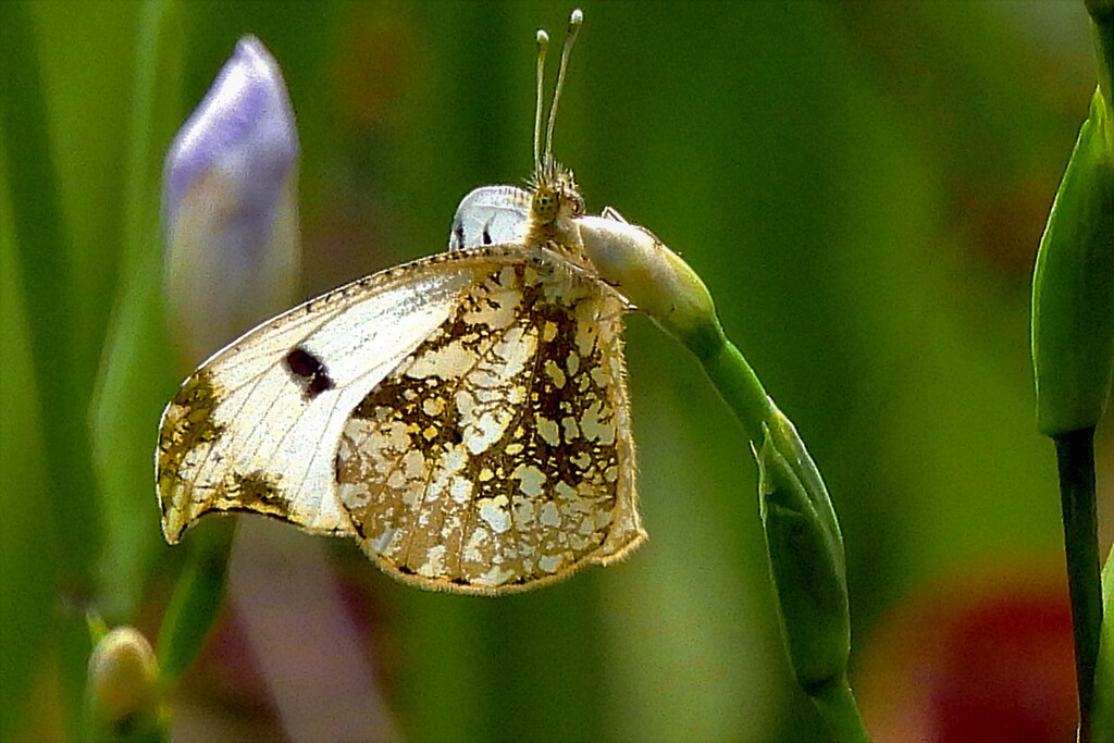 褄黄蝶♀