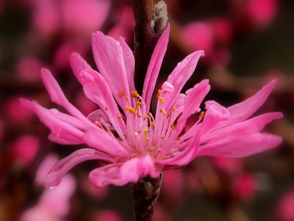 菊桃
