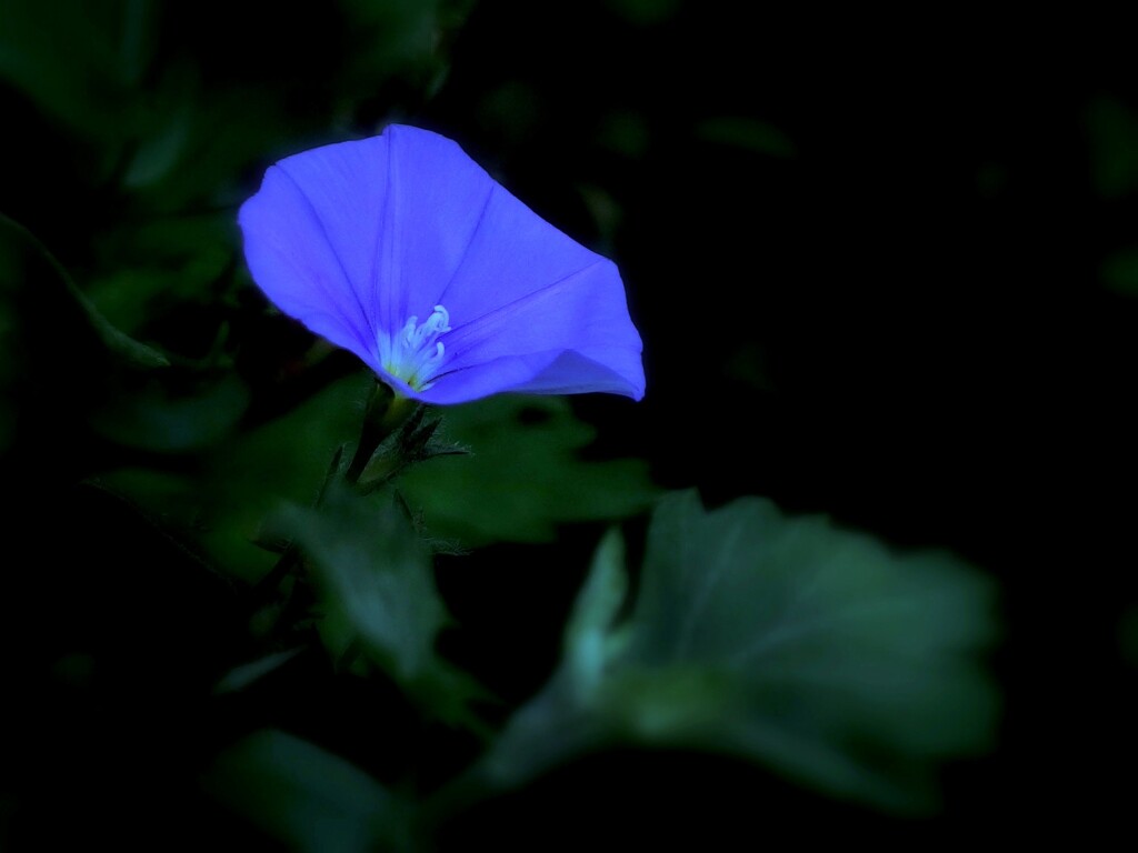 Convolvulus