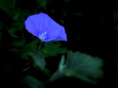 Convolvulus
