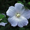 白い花が好き