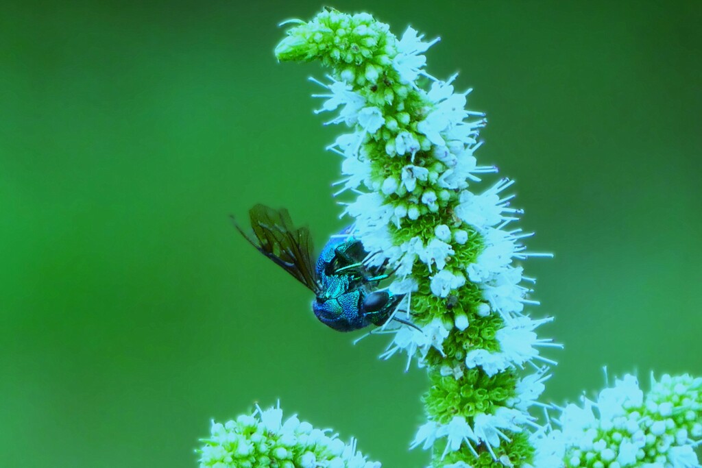 ミントの花に大青蜂