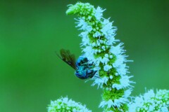 ミントの花に大青蜂