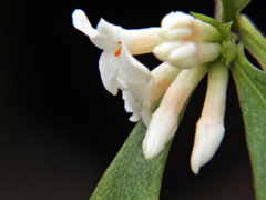 胡椒の木の花