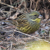 青鵐♀
