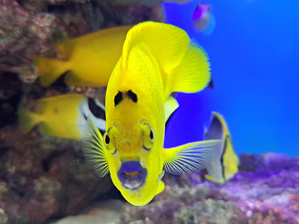 街の水族館 