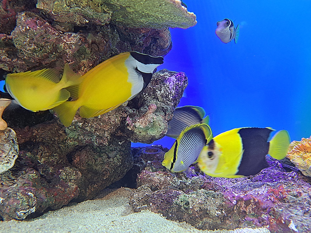街の水族館