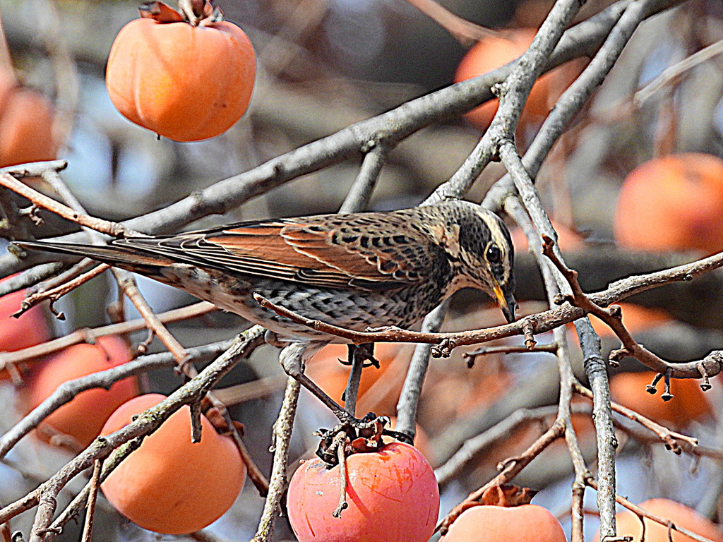 柿の木レストラン
