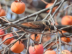 柿の木レストラン