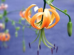 黄鹿子百合